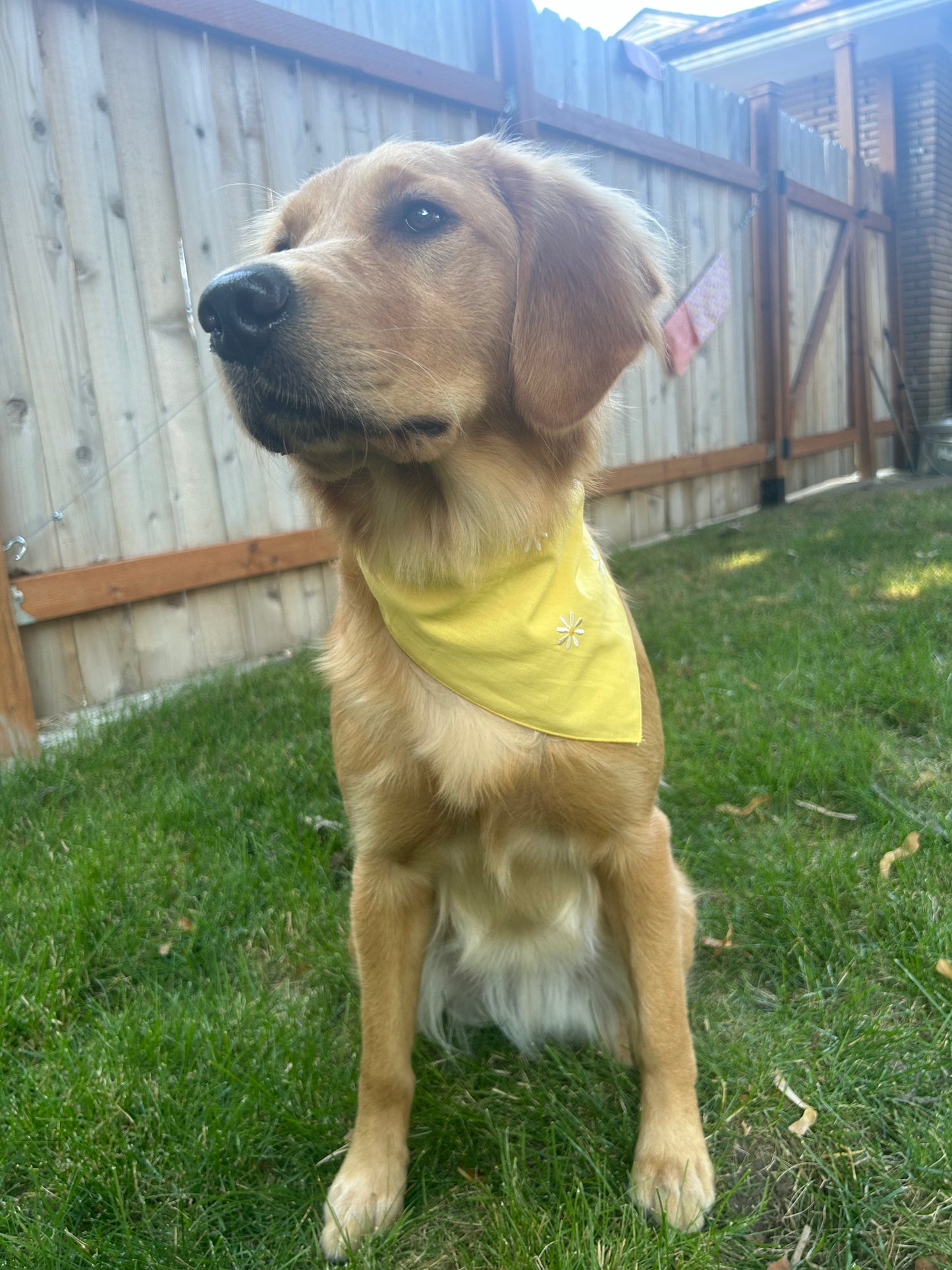 Yellow Daisy 'Dana