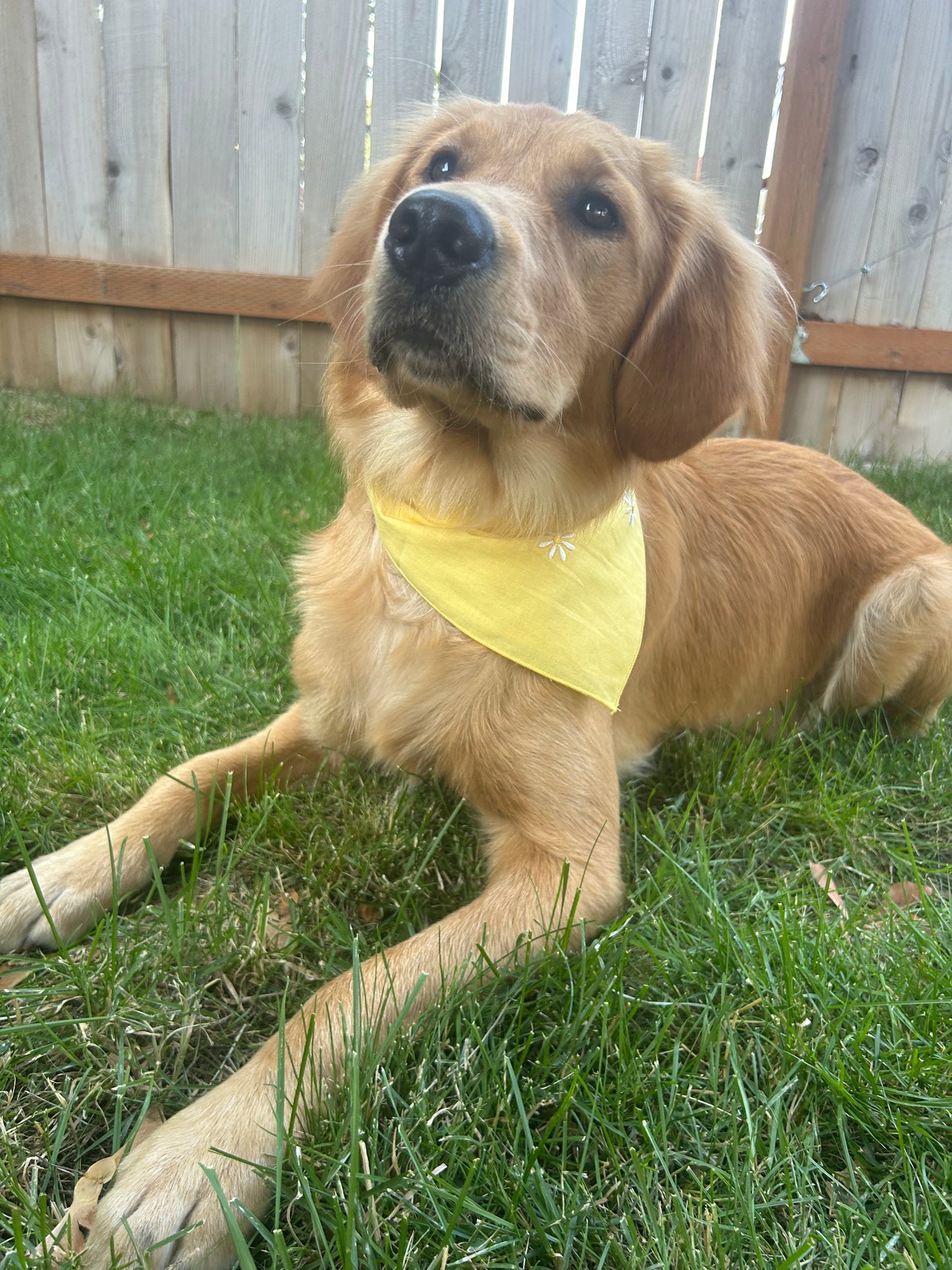 Yellow Daisy 'Dana